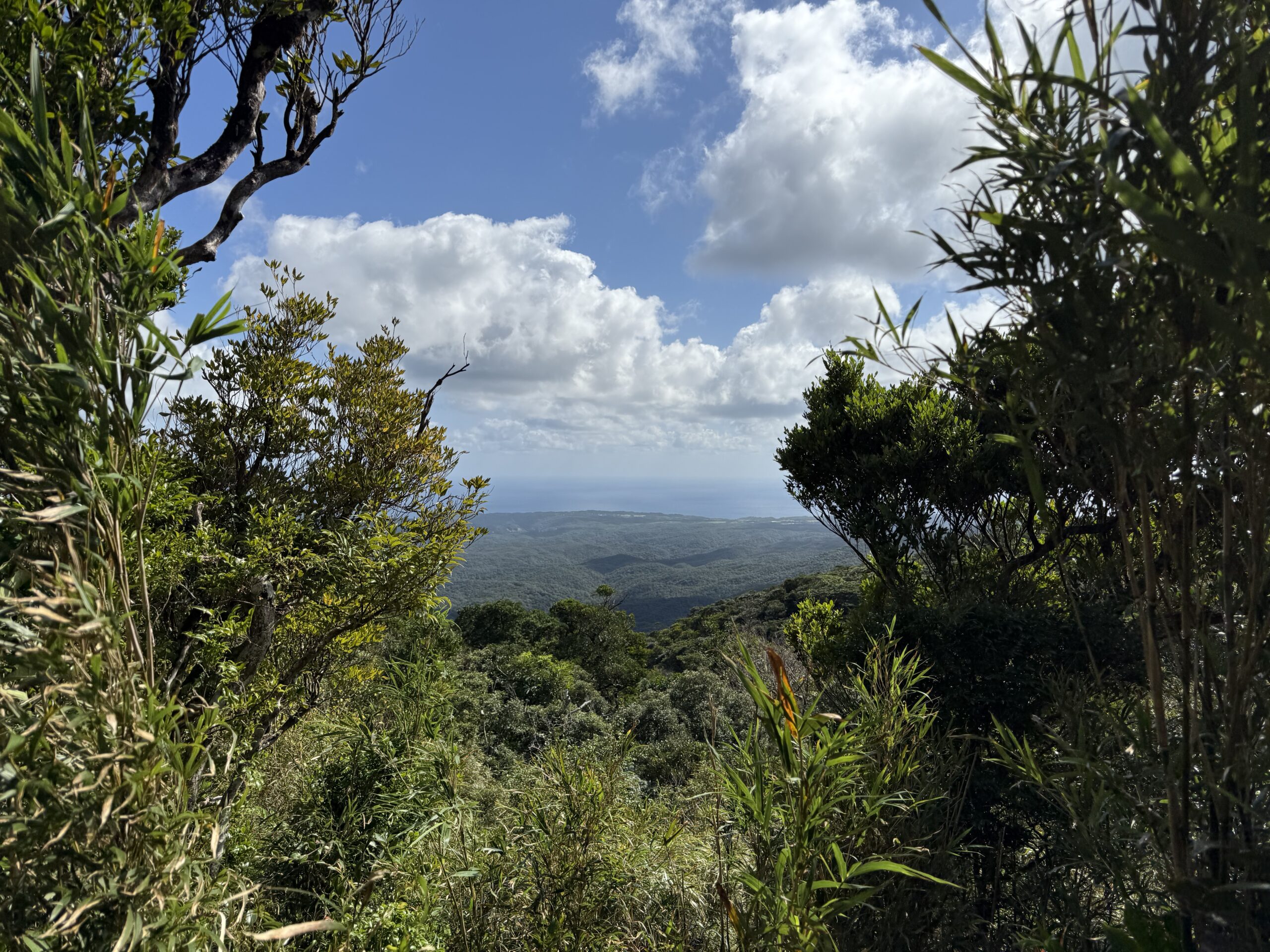 「管理」から「アップデート」へ。沖縄・世界遺産の森で考えた、私たちが目指す「未来の健康経営」
