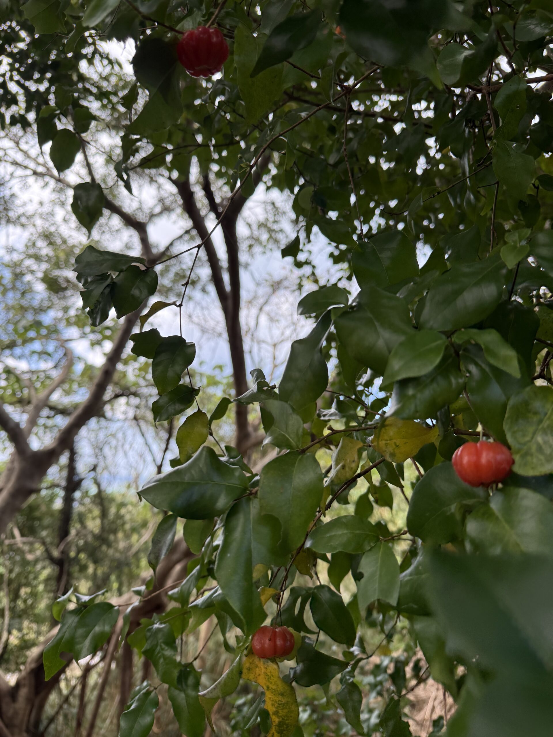 効率か、共生か？縄文の集落に学ぶ「最強のチームビルディング」